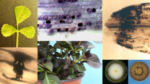 Plant infections caused by phytopathogenic fungi.