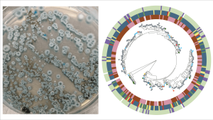 Aspergillus fumigatus culture plate and phylogenetic tree of globally sampled environmental and clinical isolates.