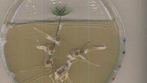 Co-Kultur von Tricholoma vaccinum und Picea abies in einer Petrischale.