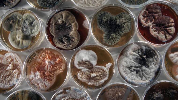 Several fungi growing on special media in the lab of the Jena Microbial Resource Collection.